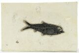 Fossil Fish (Knightia) - Wyoming #222841-1
